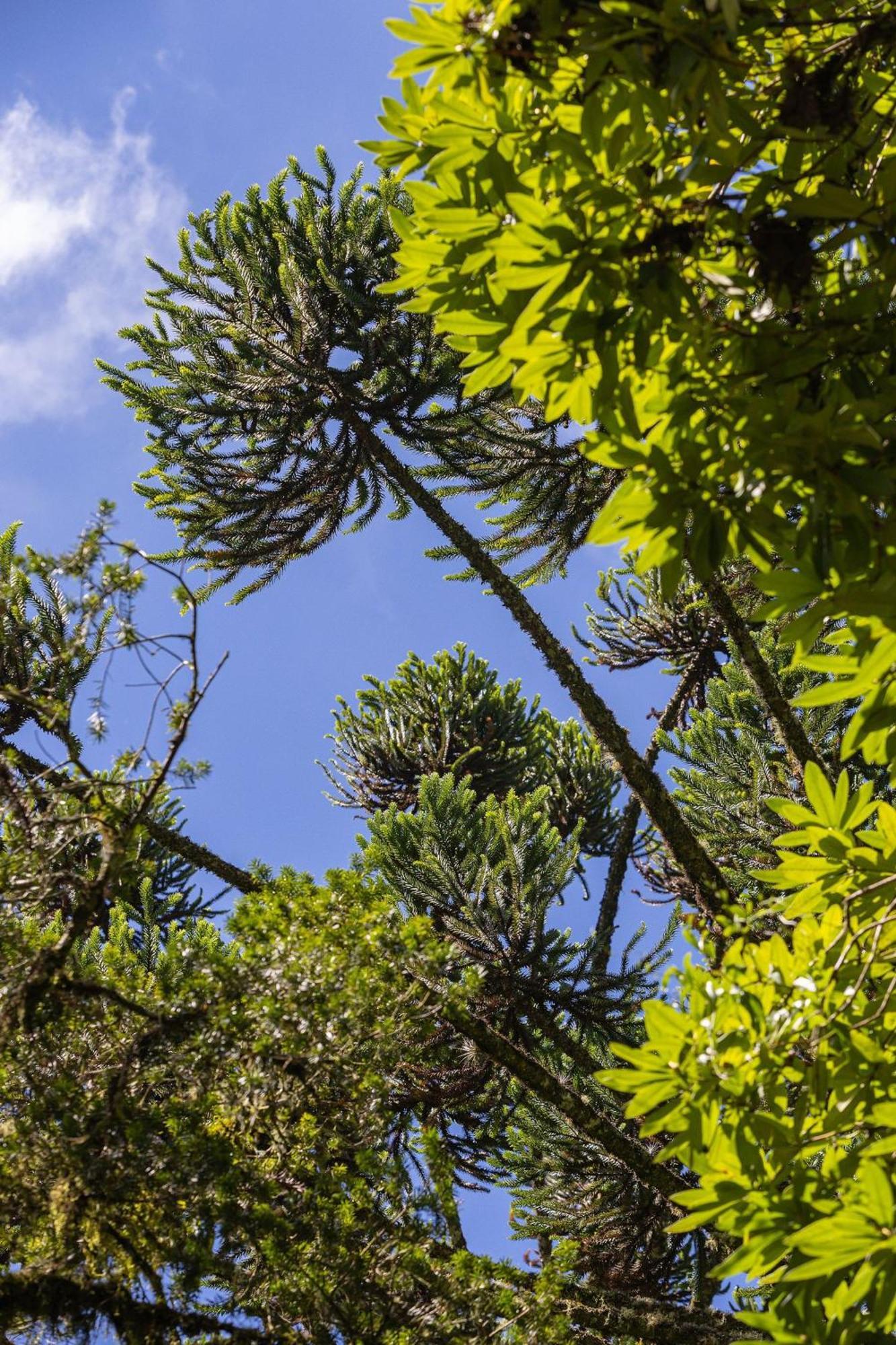 Campos do Jordão Cabana Suspensa Na Natureza - Regiao Turistica מראה חיצוני תמונה